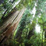 Author: Dr. Jean M. Bradt (77) Ph.D. Psychology